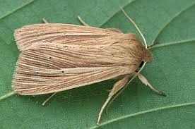 Attēlu rezultāti vaicājumam “Mythimna impura”