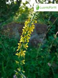 Image result for Agrimonia eupatoria