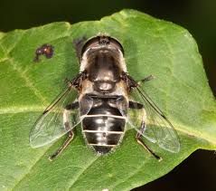 Attēlu rezultāti vaicājumam “Eristalis sp.”