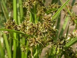 Attēlu rezultāti vaicājumam “Cyperus fuscus fruit”