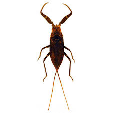 Attēlu rezultāti vaicājumam “Nepa cinerea nymph”