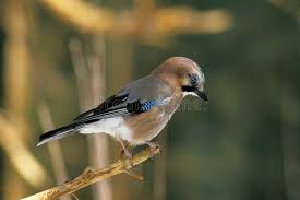 Attēlu rezultāti vaicājumam “Garrulus glandarius adult”