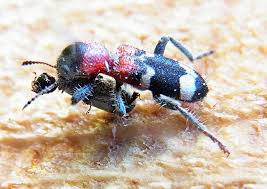 Attēlu rezultāti vaicājumam “Thanasimus formicarius”