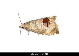 Attēlu rezultāti vaicājumam “Notocelia uddmanniana”