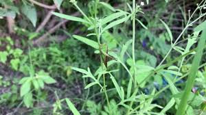 Attēlu rezultāti vaicājumam “Melica nutans leaf”