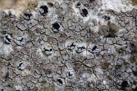 Attēlu rezultāti vaicājumam “Trapelia coarctata”