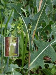 Attēlu rezultāti vaicājumam “Lactuca serriola”