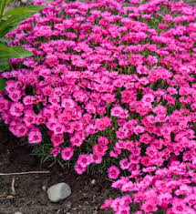 Image result for Dianthus