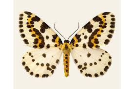 Attēlu rezultāti vaicājumam “Abraxas grossulariata imago”