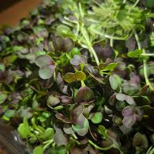 Afbeeldingsresultaat voor melanzana prosperosa eggplant