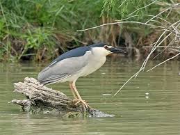 Image result for Nycticorax nycticorax
