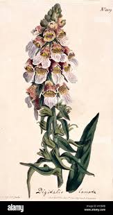Image result for Digitalis lanata