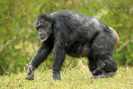 Attēlu rezultāti vaicājumam “Troglodytes troglodytes adult”