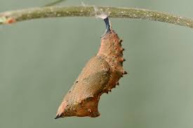 Attēlu rezultāti vaicājumam “Nymphalis pupa”