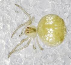 Attēlu rezultāti vaicājumam “Paidiscura pallens eggs”