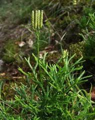 Attēlu rezultāti vaicājumam “Diphasium complanatum”