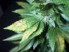 heat stress in marijuana plants