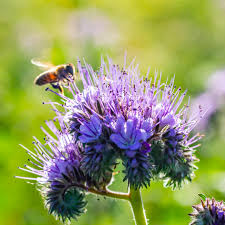 Attēlu rezultāti vaicājumam “Phacelia tanacetifolia”