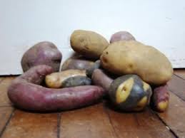 Attēlu rezultāti vaicājumam “Solanum tuberosum”