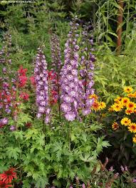 Attēlu rezultāti vaicājumam “Delphinium elatum  bud”