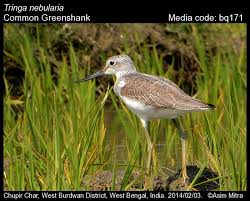 Attēlu rezultāti vaicājumam “Tringa nebularia”