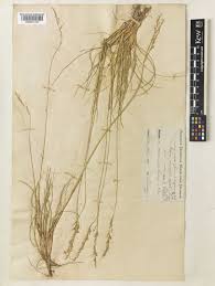 Attēlu rezultāti vaicājumam “Festuca psammophila”