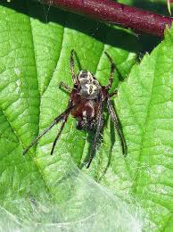 Attēlu rezultāti vaicājumam “Larinioides cornutus”