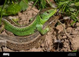 Attēlu rezultāti vaicājumam “Lacerta agilis male”