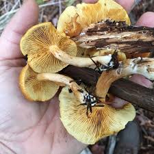 Attēlu rezultāti vaicājumam “Gymnopilus sapineus”