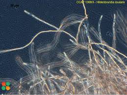 Attēlu rezultāti vaicājumam “Hildenbrandia rivularis”