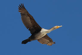 Image result for Phalacrocorax auritus