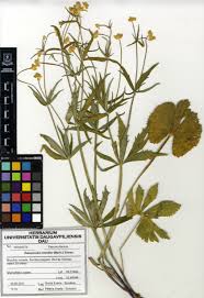 Attēlu rezultāti vaicājumam “Ranunculus mendax”