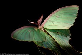 Attēlu rezultāti vaicājumam “Thecabius affinis imago”