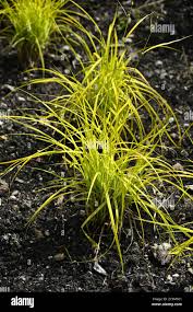 Attēlu rezultāti vaicājumam “Carex appropinquata leaf”