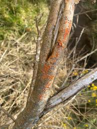 Attēlu rezultāti vaicājumam “Aleurodiscus amorphus”