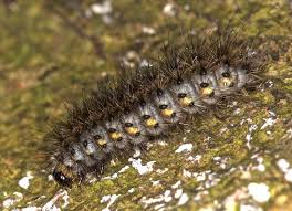 Attēlu rezultāti vaicājumam “Phragmatobia fuliginosa larva”