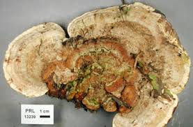 Attēlu rezultāti vaicājumam “Perenniporia medulla-panis”
