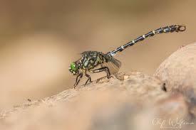 Attēlu rezultāti vaicājumam “Onychogomphus forcipatus”