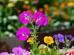 Image result for Petunie