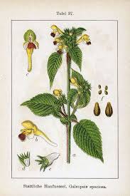 Attēlu rezultāti vaicājumam “Galeopsis speciosa”