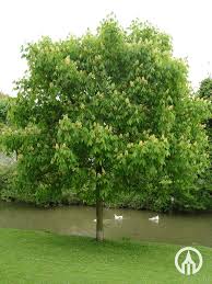 Attēlu rezultāti vaicājumam “Aesculus flava”