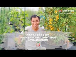 Afbeeldingsresultaat voor broad ripple yellow currant tomato