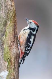 Attēlu rezultāti vaicājumam “Dendrocopos medius adult”