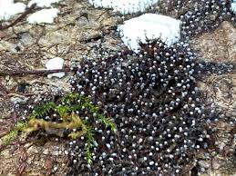 Attēlu rezultāti vaicājumam “Physarum confertum”