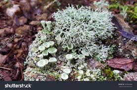 Attēlu rezultāti vaicājumam “Cladonia mitis”
