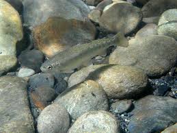 Image result for Salvelinus confluentus