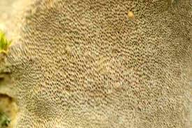 Attēlu rezultāti vaicājumam “Phellinus ferruginosus”