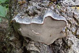 Attēlu rezultāti vaicājumam “Phellinus nigrolimitatus”