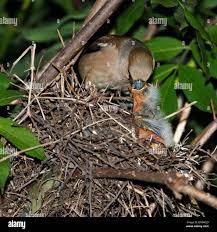 Attēlu rezultāti vaicājumam “Coccothraustes coccothraustes”