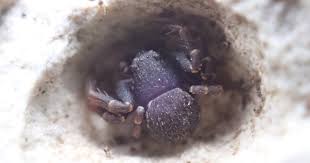 Attēlu rezultāti vaicājumam “Xysticus bifasciatus female”